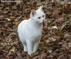 Beyaz yavru kedi